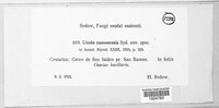 Uredo ramonensis image